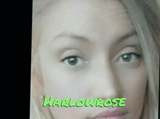 Harlowrose